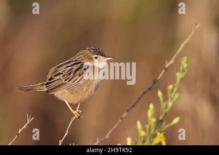 Zitting cisticola (Cisticola juncidis), Sitzstrauch, Seitenansicht, Spanien, Andalusien, Tarifa, La Janda Stockfoto