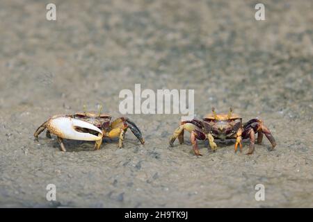 Marokkanische Fiddler-Krabbe, Europäische Fiddler-Krabbe (Uca tangeri), Paar, das am Ufer läuft, Vorderansicht, Spanien, Andalusien, Sanlucar de Barrameda Stockfoto