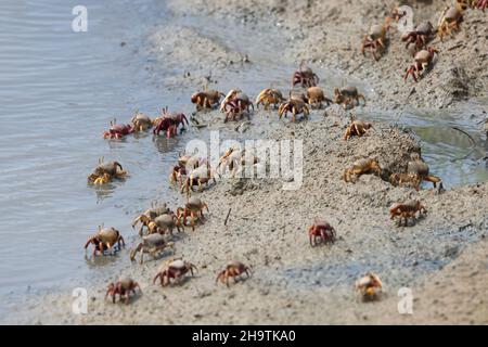 Marokkanische Geiger-Krabbe, Europäische Geiger-Krabbe (Uca tangeri), zahlreiche Krabben zu Fuß auf dem Ufer , Spanien, Andalusien, Sanlucar de Barrameda Stockfoto