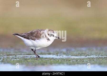 kentish-Plünderung (Charadrius alexandrinus), im finsterlichen Gefieder am Strand, Spanien, Andalusien, Bolonia Stockfoto