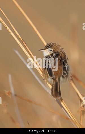 Zitting cisticola (Cisticola juncidis), in Rushes geflüpft, Spanien, Andalusien, Tarifa, La Janda Stockfoto