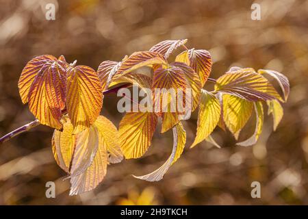 Straubige Brombeere (Rubus fruticosus), Herbstblätter im Gegenlicht, Deutschland, Bayern Stockfoto