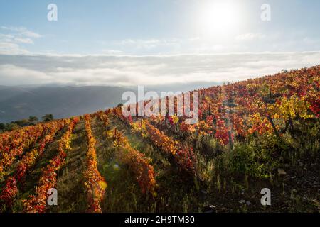 Farbenfrohe Herbstlandschaft der ältesten Weinregion der Welt Douro-Tal in Portugal, verschiedene Rebsorten von Weinreben wächst auf terrassierten Weinbergen, PR Stockfoto