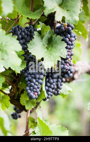 Trauben, Reben, Wein, blau, ganz, Lebendig, im Freien, ruhig, frei, Natur, Steiermark, Herbst, Pflanze, Outdoor, rot, Blätter, Österreich, frisch, hängend, Zweig, M Stockfoto
