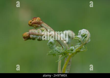 Nahaufnahme von jungen Trieben auf einer gewöhnlichen Bracken-Pflanze (pteridium aquilinum) Stockfoto