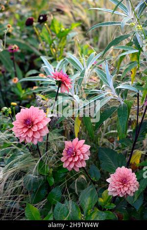 Dahlia American Dawn, Lachs rosa Pfirsich Aprikosen Blumen, Blüte, Blume, Garten, Gärten, floral, RM Floral Stockfoto