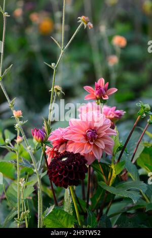 Dahlia American Dawn, Lachs rosa Pfirsich Aprikosen Blumen, Blüte, Blume, Garten, Gärten, floral, RM Floral Stockfoto