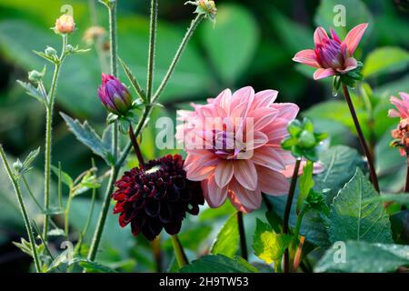 Dahlia American Dawn, Lachs rosa Pfirsich Aprikosen Blumen, Blüte, Blume, Garten, Gärten, floral, RM Floral Stockfoto