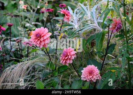 Dahlia American Dawn, Lachs rosa Pfirsich Aprikosen Blumen, Blüte, Blume, Garten, Gärten, floral, RM Floral Stockfoto