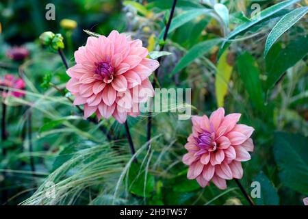 Dahlia American Dawn, Lachs rosa Pfirsich Aprikosen Blumen, Blüte, Blume, Garten, Gärten, floral, RM Floral Stockfoto