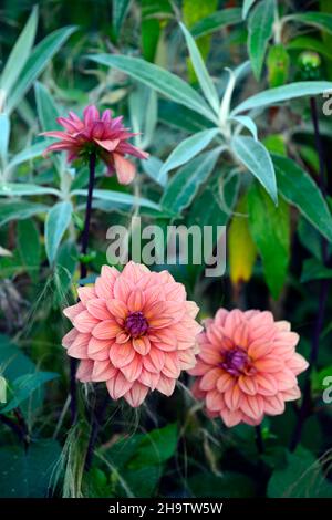 Dahlia American Dawn, Lachs rosa Pfirsich Aprikosen Blumen, Blüte, Blume, Garten, Gärten, floral, RM Floral Stockfoto