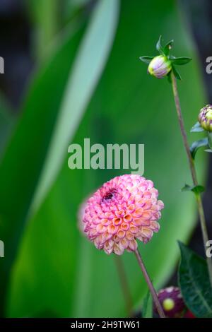 Dahlia Burlesca, Dahlien, Ball Dahlia, Orange, Koralle, Koralle rosa, Blume, Blumen, Blüte, mehrjährige, Stauden, Garten, RM Floral Stockfoto