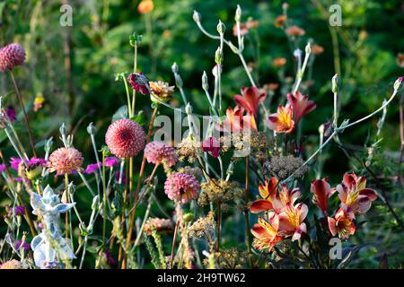Dahlia Burlesca, Dahlien, Ball Dahlia, Orange, Koralle, Koralle rosa, Alstroemeria Indian Summer, peruanische Lilie, Kupfer, Orange, Gelb, Blume, Blumen, Blüte, per Stockfoto