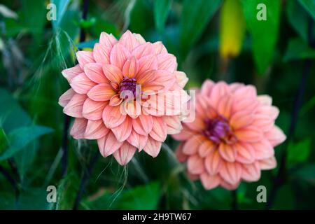 Dahlia American Dawn, Lachs rosa Pfirsich Aprikosen Blumen, Blüte, Blume, Garten, Gärten, floral, RM Floral Stockfoto