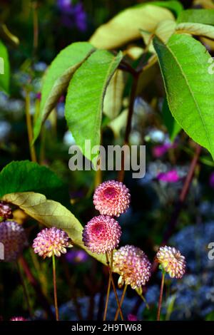 Dahlia Burlesca, Schefflera macrophylla, ungewöhnliche Pflanzenkombination, Dahlien, Balldahlie, Orange, Koralle, Korallenrosa, Blume, Blumen, Blüte, mehrjährige, Perenn Stockfoto