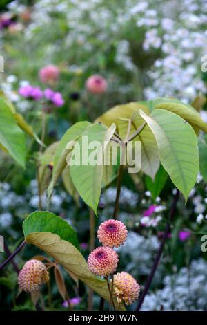 Dahlia Burlesca, Schefflera macrophylla, ungewöhnliche Pflanzenkombination, Dahlien, Balldahlie, Orange, Koralle, Korallenrosa, Blume, Blumen, Blüte, mehrjährige, Perenn Stockfoto