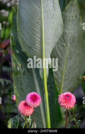 dahlia jowey winnie, rauchige Terrakotta-rosa Blumen, Kugel Dahlia, Dahlien, Canna taney, glasige Blätter, grüne Blätter, grünes Laub, gemischtes Pflanzschema, com Stockfoto