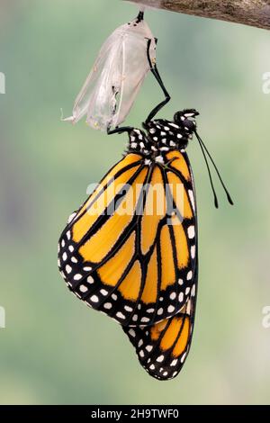 Makro eines neu aufgetauchten Monarchschmetterlings / danaus plexippus, der an seiner Chrysalis hängt und seine Flügel trocknet Stockfoto
