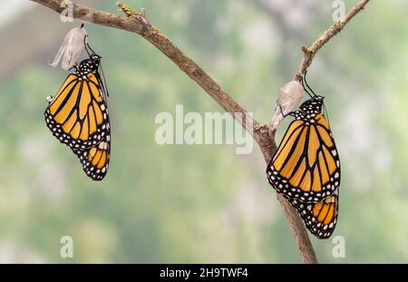 Makro eines neu aufgetauchten Monarchfalter-Paares / danaus plexippus, das an ihrer Chrysalis hängt und ihre Flügel trocknet Stockfoto