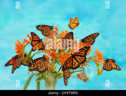 Bouquet von Monarchen Schmetterlingen / danaus plexippus auf Milchblüten - Maleffekt Stockfoto