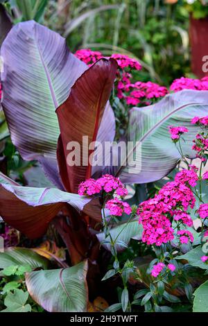 dianthus barbatus oeschberg, süßer william, lila rote Blüten, Tetrapanax Papyrifer Rex, Ensete ventricosum Maurelii, äthiopische Banane, Abessinische Banane, r Stockfoto