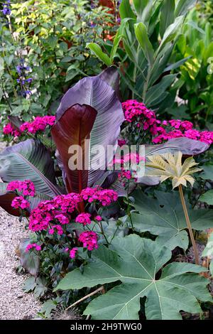 dianthus barbatus oeschberg, süßer william, lila rote Blüten, Tetrapanax Papyrifer Rex, Ensete ventricosum Maurelii, äthiopische Banane, Abessinische Banane, r Stockfoto