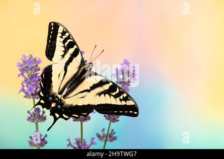 Schwalbenschwanzschmetterling Papilio rutulus mit ausgebreiteten Flügeln, auf einem lebendigen Hintergrund von blau und gelb Stockfoto