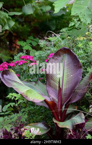 dianthus barbatus oeschberg, süßer william, violette rote Blüten, Ensete ventricosum Maurelii, äthiopische Banane, Abessinische Banane, rote Banane, Blume, Blütenpracht Stockfoto