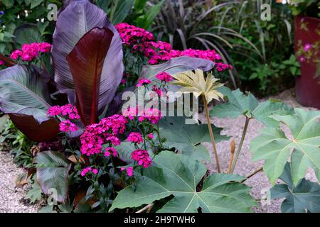 dianthus barbatus oeschberg, süßer william, lila rote Blüten, Tetrapanax Papyrifer Rex, Ensete ventricosum Maurelii, äthiopische Banane, Abessinische Banane, r Stockfoto