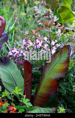 Ensete ventricosum Maurelii, Photinia serratifolia Crunchy, äthiopische Banane, Abessinische Banane, rote Banane, musa, dunkel, Blätter, Laub, exotisch, Garten, Gärten Stockfoto