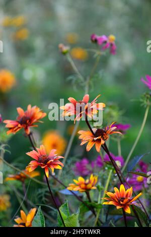 Heliopsis helianthoides var scabra blutende Herzen, Kupfer, Orange, Blumen, Blume, Blüte, Garten, Gärten, RM Floral Stockfoto