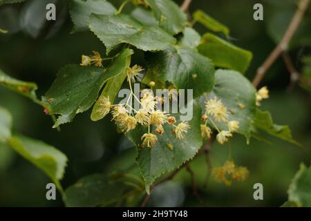 Lindenblüte Stockfoto