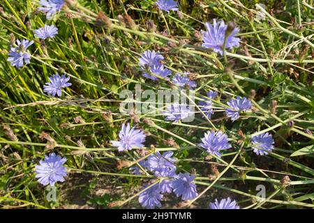 Landschaft aus blauen Blumen der Zichorie. Pflanzen mit dem lateinischen Namen Cichorium intybus. Zichorien blühen auf der Sommerwiese. Hochwertige Fotos Stockfoto