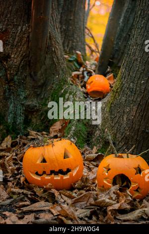 Halloween Kürbisse im Wald herausgeschnitten Stockfoto