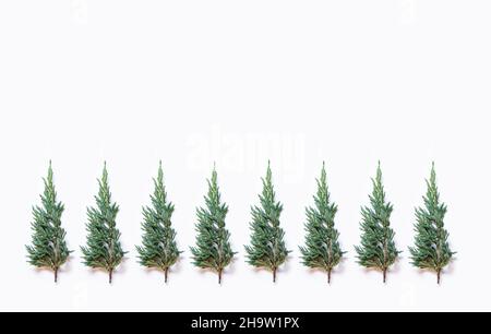 Grünes Zypressenmuster auf weißem Hintergrund Stockfoto