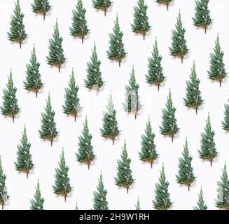 Grünes Zypressenmuster auf weißem Hintergrund Stockfoto