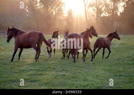 '17.09.2020, Deutschland, Nordrhein-Westfalen, Ascheberg-Herbern - Mares und Fohlen am Morgen bei Trab auf einer Weide. 00S200917D281CAROEX.JPG [MODELL Stockfoto