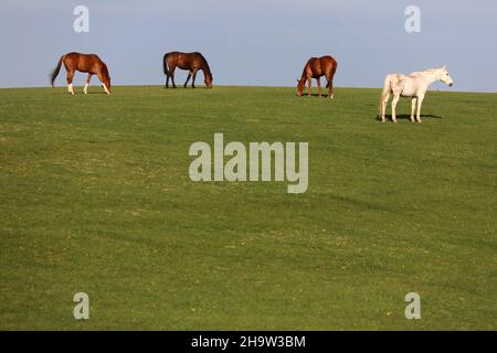 '11.05.2021, Deutschland, Brandenburg, Goerlsdorf - Pferde grasen auf einer hügeligen Weide. 00S210511D023CAROEX.JPG [MODEL RELEASE: NO, PROPERTY RELEASE: NO ( Stockfoto