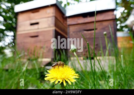 '24.05.2021, Deutschland, , Berlin - Honigbiene sitzt vor zwei Bienenstöcken auf einer Dandelionenblume.. 00S210524D379CAROEX.JPG [MODELLVERSION: NEIN, EIGENTUM Stockfoto