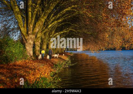 '01.11.2021, Deutschland, Nordrhein-Westfalen, Essen - Hundebesitzer beim Spaziergang am Seeufer unter Bäumen mit Herbstblättern. Goldener Herbst am Baldene Stockfoto