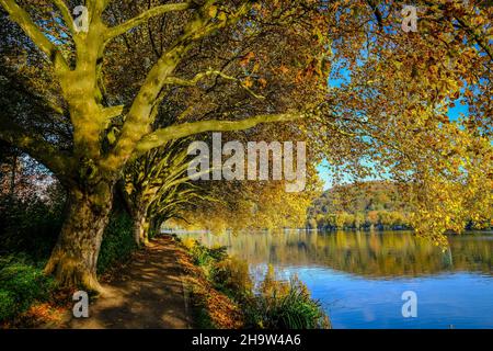 '25.10.2021, Deutschland, Nordrhein-Westfalen, Essen - Goldener Herbst am Baldeneysee.. 00X211025D010CAROEX.JPG [MODELLVERSION: NEIN, EIGENTUMSFREIGABE: Stockfoto