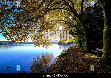 '25.10.2021, Deutschland, Nordrhein-Westfalen, Essen - Goldener Herbst am Baldeneysee.. 00X211025D015CAROEX.JPG [MODELLVERSION: NEIN, EIGENTUMSFREIGABE: Stockfoto