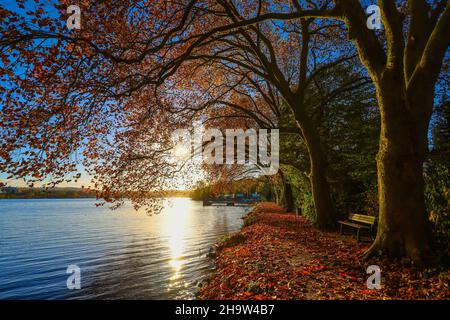 '01.11.2021, Deutschland, Nordrhein-Westfalen, Essen - Goldener Herbst am Baldeneysee.. 00X211101D010CAROEX.JPG [MODELLVERSION: NEIN, EIGENTUMSFREIGABE: NEIN Stockfoto