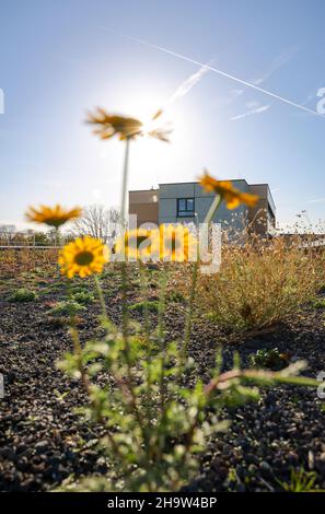 09.11.2021, Deutschland, Nordrhein-Westfalen, Bochum - Flachdach mit Gründach. Umfangreiche Dachbegrünung mit niedrig wachsenden Pflanzen wie Moose, succ Stockfoto