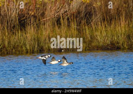 Bufflehead-Enten fliegen im Sumpf über dem Wasser. Bucephala Albeola. Waterford, Connecticut. Stockfoto