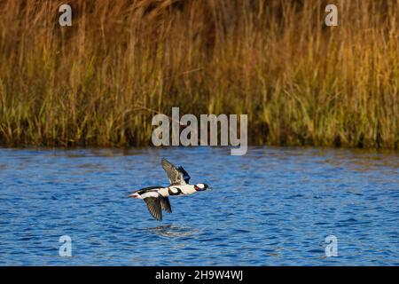 Bufflehead-Enten fliegen im Sumpf über dem Wasser. Bucephala Albeola. Waterford, Connecticut. Stockfoto