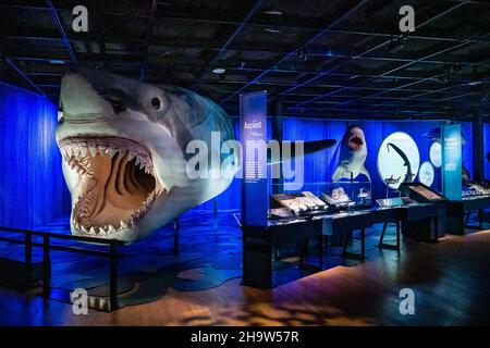 New York, USA. 08th Dez 2021. Das prähistorische Megalodon ist Teil der neuen Shark-Ausstellung im American Museum of Natural History in New York, New York, am 8. Dezember 2021. Die Ausstellung ist am 15. Dezember 2021 für die Öffentlichkeit zugänglich. (Foto von Gabriele Holtermann/Sipa USA) Quelle: SIPA USA/Alamy Live News Stockfoto