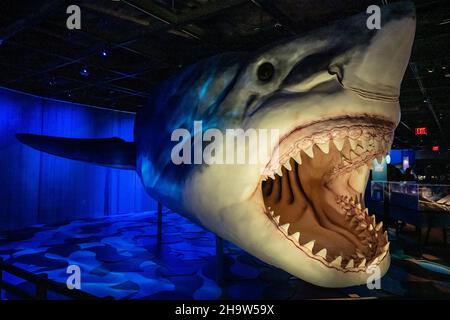 New York, USA. 08th Dez 2021. Das prähistorische Megalodon ist Teil der neuen Shark-Ausstellung im American Museum of Natural History in New York, New York, am 8. Dezember 2021. Die Ausstellung ist am 15. Dezember 2021 für die Öffentlichkeit zugänglich. (Foto von Gabriele Holtermann/Sipa USA) Quelle: SIPA USA/Alamy Live News Stockfoto