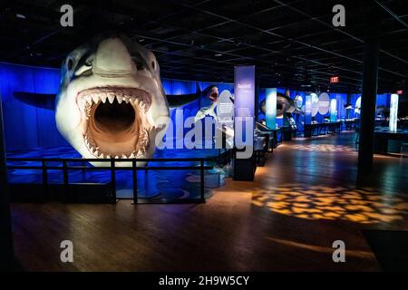 New York, USA. 08th Dez 2021. Das prähistorische Megalodon ist Teil der neuen Shark-Ausstellung im American Museum of Natural History in New York, New York, am 8. Dezember 2021. Die Ausstellung ist am 15. Dezember 2021 für die Öffentlichkeit zugänglich. (Foto von Gabriele Holtermann/Sipa USA) Quelle: SIPA USA/Alamy Live News Stockfoto