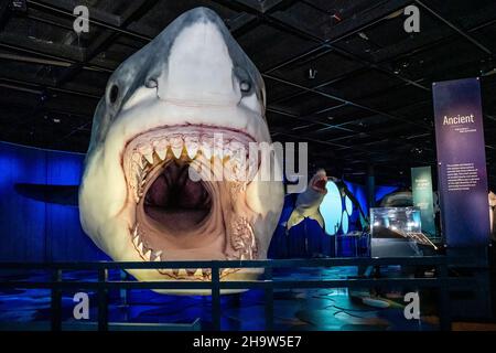 New York, USA. 08th Dez 2021. Das prähistorische Megalodon ist Teil der neuen Shark-Ausstellung im American Museum of Natural History in New York, New York, am 8. Dezember 2021. Die Ausstellung ist am 15. Dezember 2021 für die Öffentlichkeit zugänglich. (Foto von Gabriele Holtermann/Sipa USA) Quelle: SIPA USA/Alamy Live News Stockfoto